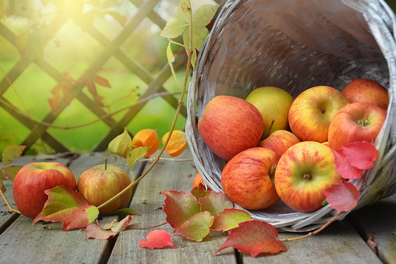 Panier de pommes