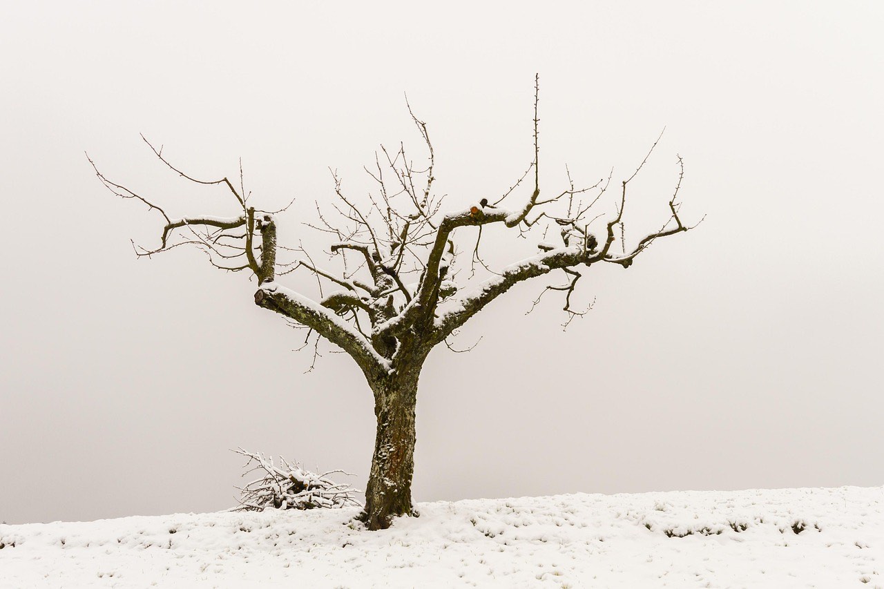 Arbre taillé en hiver