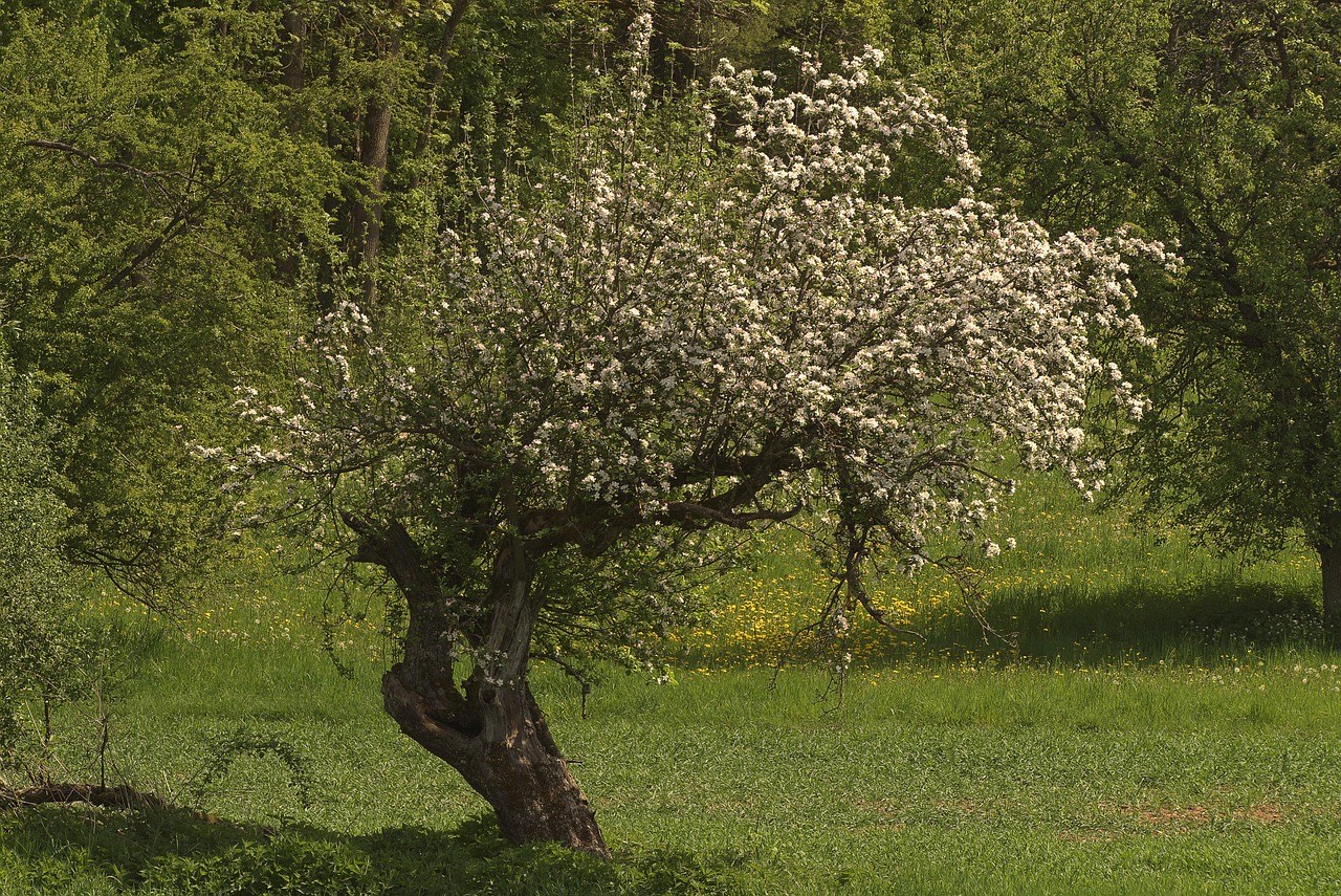 Pommier en fleurs