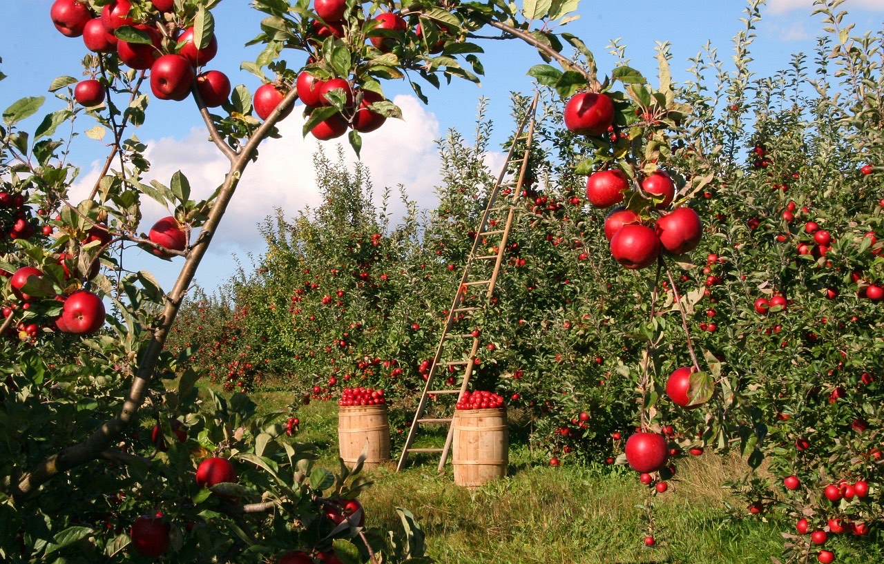 Pommiers chargés de fruits